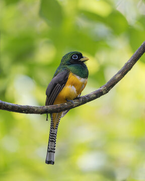 Black-throated trogon (trogon rufus) perched on a branch, Costa Rica