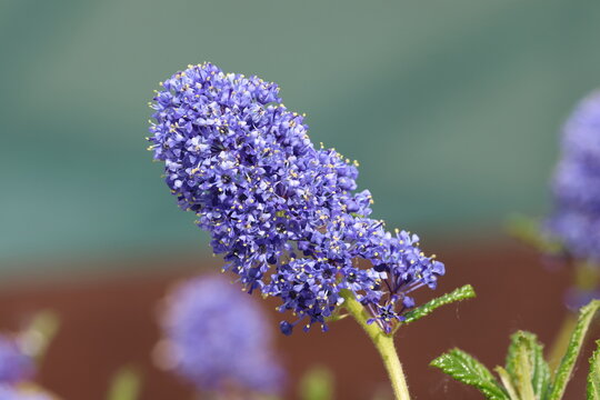 Ceanothus 'Concha', Close up of single inflorescence with profuse small blue Californian lilac flowers in spring.  