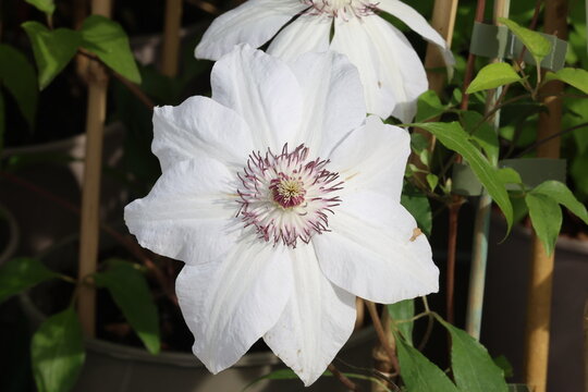Clematis 'Miss Bateman'. Close up of single pure white clematis in spring. 