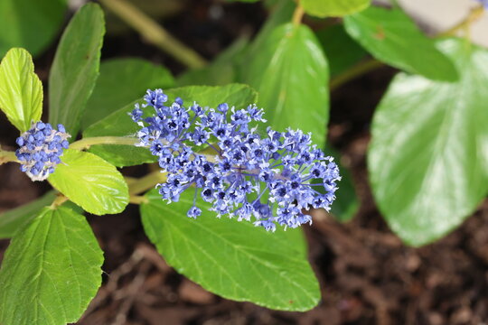 Ceanothus arboreus 'Trewithen Blue'. CLose up single inflorescence with cluster of tiny dark blue flat leaf ceanothus flowers with paler petals and leaves in background. 