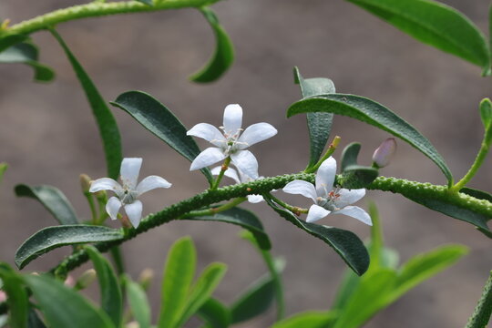 Philotheca myoporoides 'Flower Girl White'.  Group of Waxy white flowers and warty stems of long leaf wax flower in spring. Synonym Eriostemon myoporoides