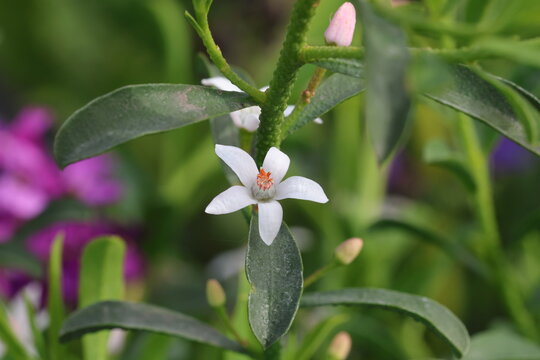 Philotheca myoporoides 'Flower Girl White'.  Single close up waxy white flowers and warty stems of long leaf wax flower in spring. Pink bud in background, Synonym Eriostemon myoporoides
