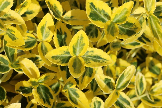Euonymus fortunei 'Emerald 'n' Gold', close up of new spring golden yellow and jade green dwarf variegated spindle foliage.  