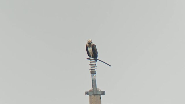 Dramatic view of a majestic bird of prey with fully spread wings balancing on a high electrical utility pole insulator against a clear minimalist sky.