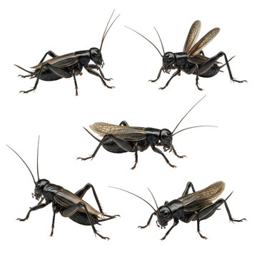 Six hyper-detailed black field crickets arranged as entomological specimens, showcasing glossy chitin and segmented antennae, isolated on a seamless transparent backdrop. precise scientific study