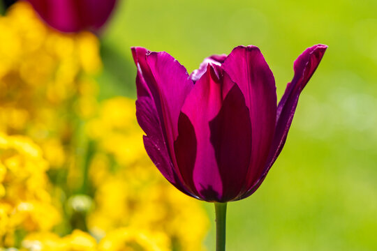 Tulpenzeit