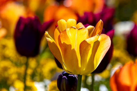 Tulpenzeit
