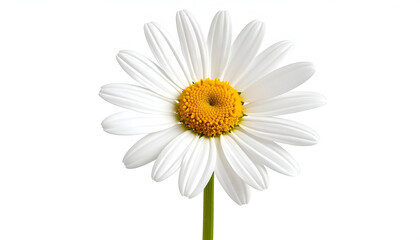 Fototapeta premium A Single White Daisy Flower with a Yellow Center on a White Background.