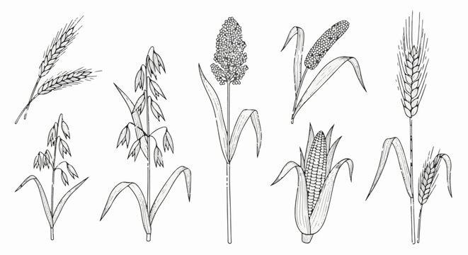 Collection of line art illustrations of various grain plants