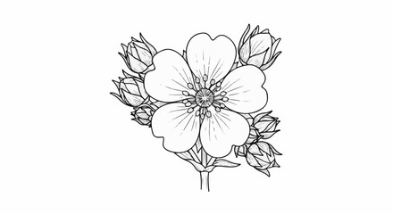 Fototapeta premium Delicate line drawing of a five-petal flower surrounded by buds