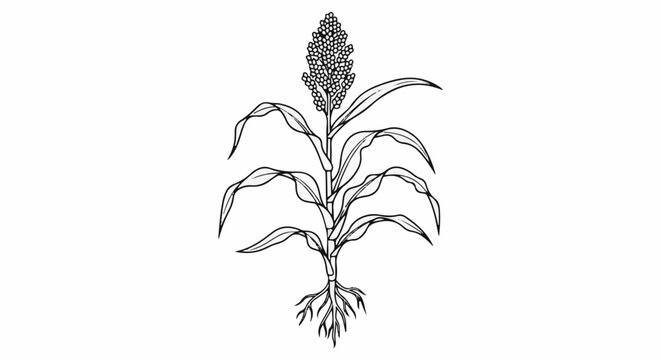 Detailed line drawing of a sorghum plant with roots, stalk, leaves, and grain head