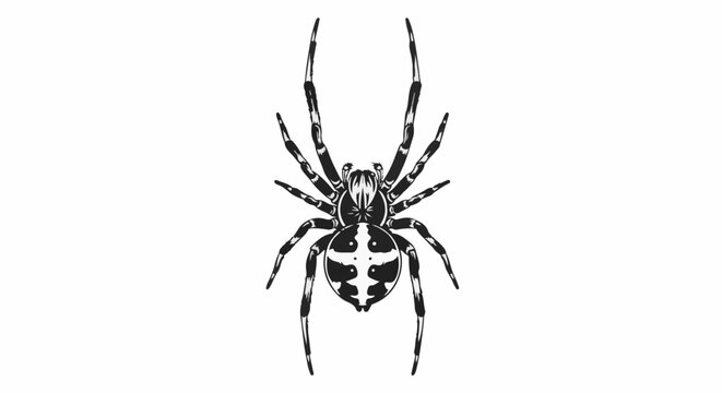 Detailed black and white illustration of a spider with patterned legs and abdomen
