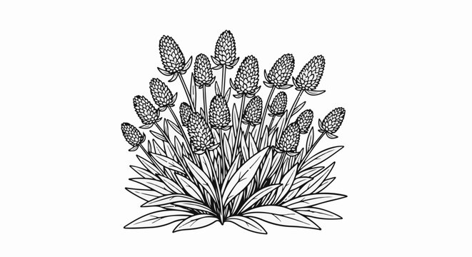 Detailed black and white illustration of many flowering plantain spikes and leaves