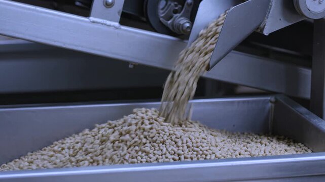 Golden grain flows from industrial machinery into a collection container during food processing