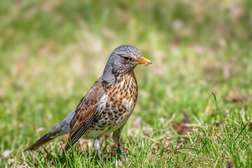  Kwiczoł(Turdus pilaris)  z owadem w dziobie. © Janusz Lipiński