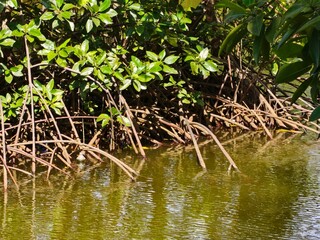 Naklejka premium Mangrove forest with visible roots in calm water under bright sunlight.