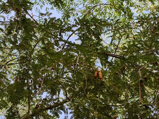 Fototapeta premium Monarch butterfly camouflaged among green leaves in a vibrant natural setting.