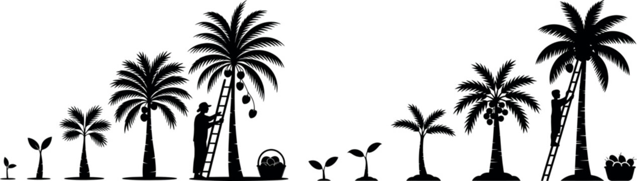 Palm tree growth stages with people harvesting coconuts illustration young tree mature tree black and white life cycle seedling coconuts