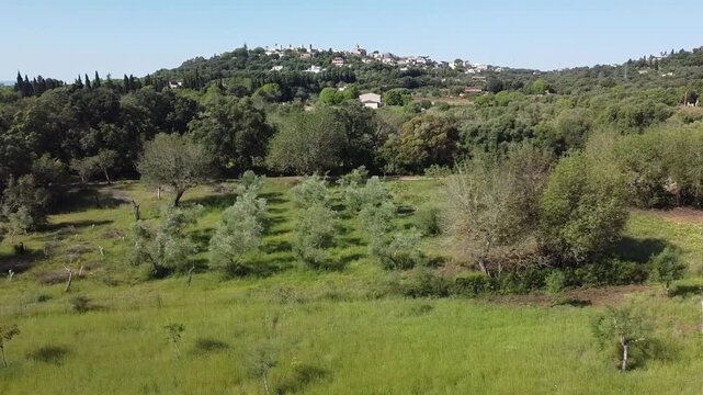 Aerial drone shot of a traditional Mallorca Mediterranean village of Buger on a hill, surrounded by organized orange groves and lush green landscape.