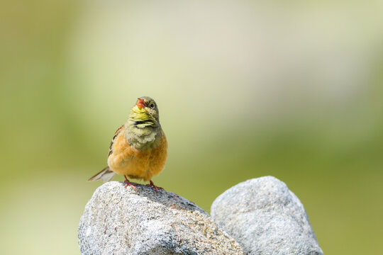 Ortolan bunting male calling perched rock Sierra de Gredos