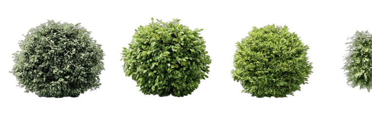 Obraz premium Various green, spherical shrubs arranged in a line
