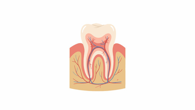 Human Tooth Anatomy Cross Section Illustration on White Background