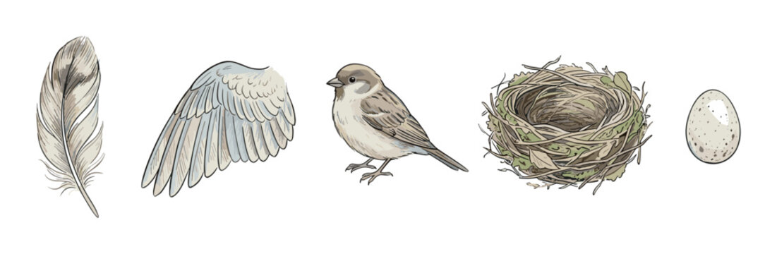 Collection of hand-drawn ornithology illustrations showing a feather, wing, sparrow, nest, and speckled egg in a natural history style with muted colors and detailed line art