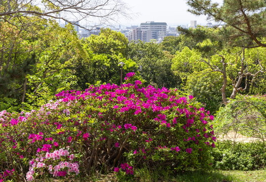 つつじ満開の会下山公園　神戸市兵庫区にて