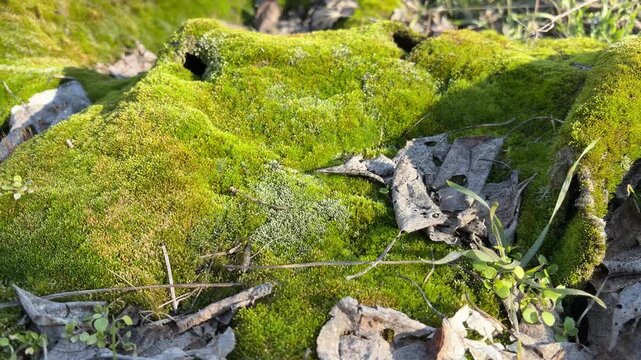 Energetic natural environment with moss and scattered foliage