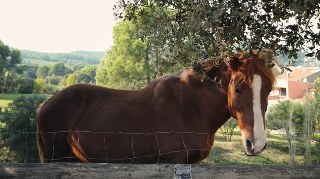 A young horse walks in a paddock in the open air on a sunny summer day. High quality 4k footage