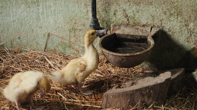 Beautiful cute goslings clean their feathers with their beaks in the nest. High quality 4k footage