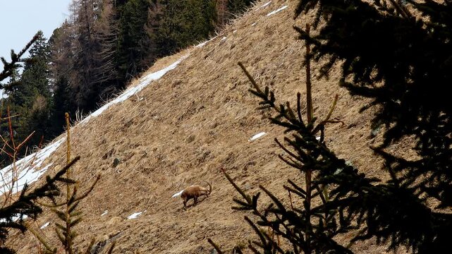 a wild Capricorn in the european alps 4k video