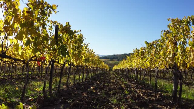 4K slow-flying drone footage between vineyard rows with evening sunlight flares casting long shadows over the vines. Environment, winemaking, agriculture, food and drink concept