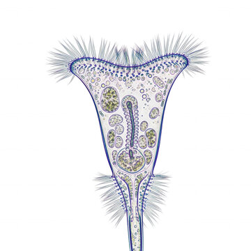 Microscopic view of a vorticella protozoan with cilia and internal structures isolated on a transparent background
