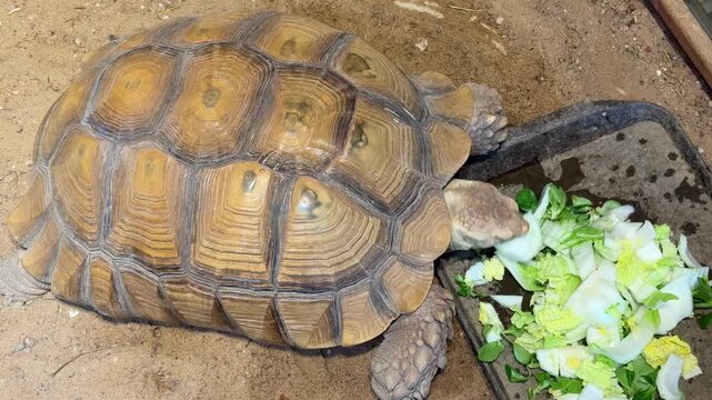 Large tortoise eating fresh vegetables in terrarium environment. Close view of land turtle feeding on greens with natural shell texture and reptile behavior.