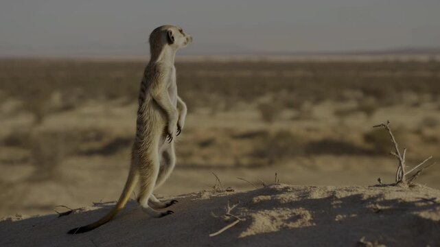 Watchful Creature On Sandy Landscape. Vigilant Meerkat Standing Proudly On Sandy Hilltop At Sunset