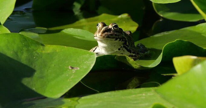 One Marsh frog (Pelophylax ridibundus) on a leaf of water lily, Southern France
