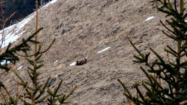 a wild Capricorn in the european alps 4k video