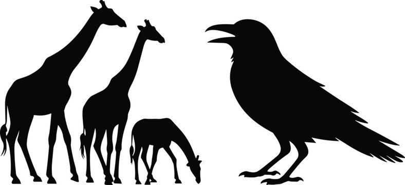 Giraffe family and raven silhouettes set, wild animal and bird shapes isolated on light background design resource