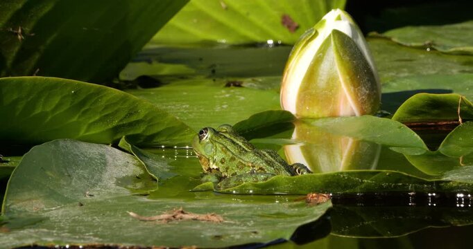 One Marsh frog (Pelophylax ridibundus) on a leaf of water lily, Southern France