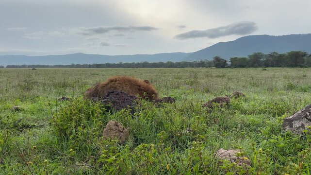 Barely noticeable Maasai Lion (Panthera leo massaicus) lying by the roadside in the Ngorongoro Crater, Tanzania.