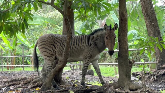 Zebra and donkey crossbreed (zonkey or zedonk), Tanzania.