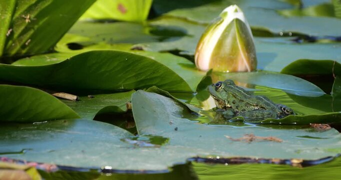 One Marsh frog (Pelophylax ridibundus) on a leaf of water lily, Southern France