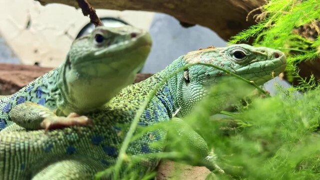 Close-up of a couple of colorful Timon lepidus lizards with green and blue scales