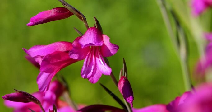 Gladiolus illyricus, the wild gladiolus, is a flowering plant around the Mediterranean region.