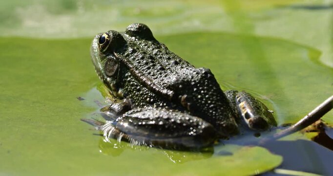 One Marsh frog (Pelophylax ridibundus) on a leaf of water lily, Southern France