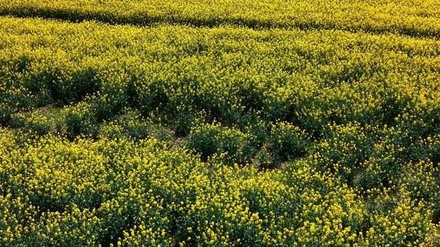 Rapeseed Brassica napus Brassicaceae family field in bloom showing dense flowering crop structure at low altitude, drone forward close up flight shot