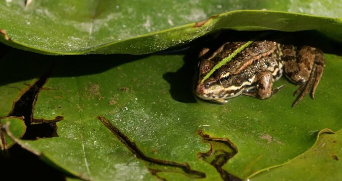 One Marsh frog (Pelophylax ridibundus) on a leaf of water lily, Southern France
