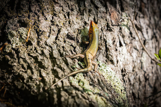 broad-headed skink on tree