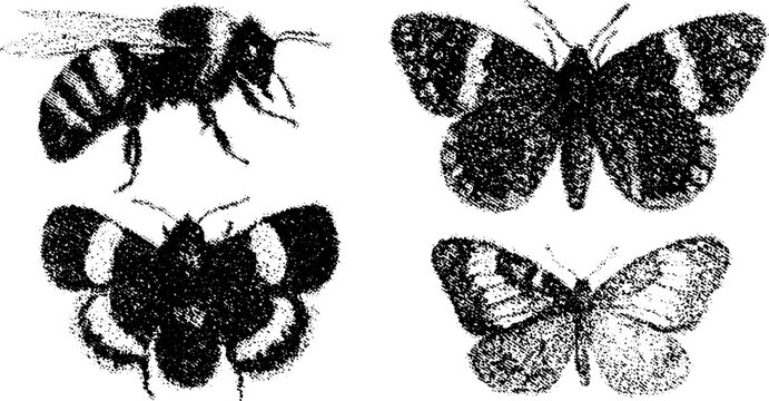Illustration of bees and butterflies in a simple black vector set. Monochrome graphic showcasing various insects with outlined details.